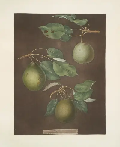 Pears (Cressan, Tarlington and the Aster bergamot varities)., 1812 – nr 6 av George Brookshaw