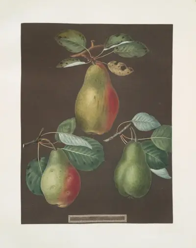 Hrušky (odrůdy Chaumontelle, Windsor a Summer bon Chrétien), 1812 – Nr. 7, George Brookshaw