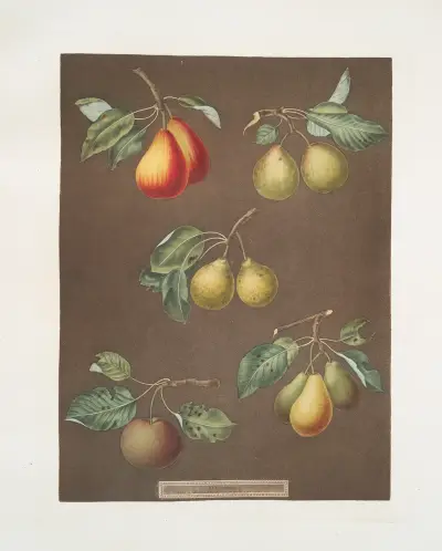 Hrušky (Catherine, Lemon, Late muscat, Onion neboli le Gross Oignonet a dlouhostopkaté odrůdy blanquet), 1812 – Nr. 1, George Brookshaw