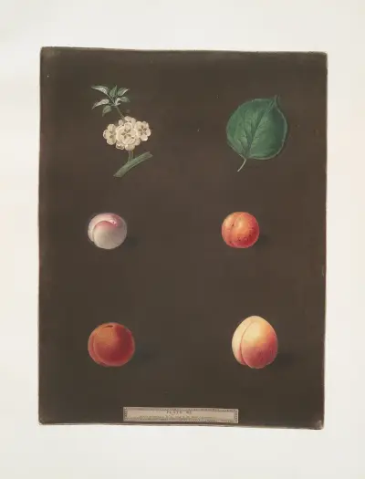 Royal Dauphin, Wine sour, Prune, Myrabolan and Carnation plums. av George Brookshaw