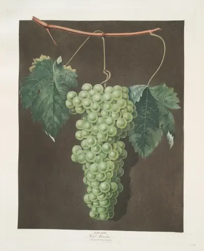 Royal muscadine (grapes). av George Brookshaw