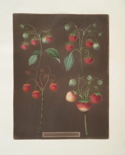 Odrůdy jahod: Early scarlet – Late scarlet – Golden-drop – Pine, George Brookshaw