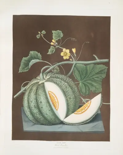Bílý kantalup (meloun), George Brookshaw