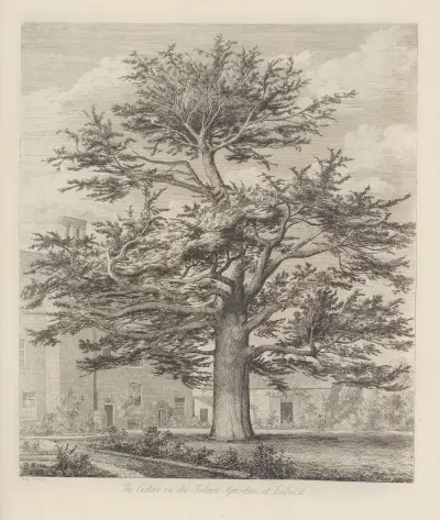 The Enfield Cedar av Jacob George Strutt
