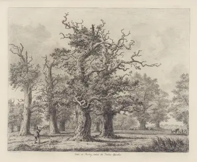 The Oaks at Burley, called the Twelve Apostles av Jacob George Strutt