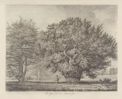 The Yew Tree at Ankerwyke av Jacob George Strutt