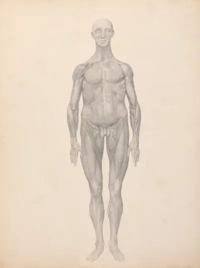 Human Figure, Anterior View, Skin and Underlying Fascial Layers Removed (1795 to 1806) av George Stubbs