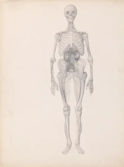 Human Figure, Anterior View (1795 to 1806) av George Stubbs