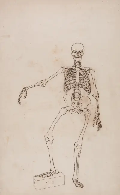Human Skeleton, Anterior View (1795 to 1806) av George Stubbs
