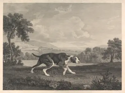 The Spanish Pointer av George Stubbs