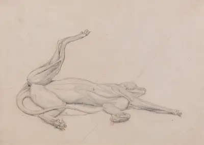 Tiger, Recumbent, Viewed Ventrally (1795 to 1806) av George Stubbs