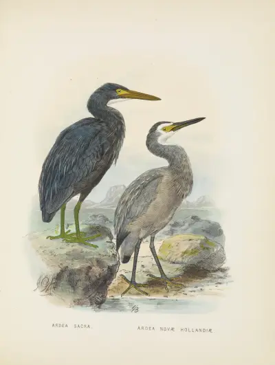 Ardea sacra and Ardea hollandiae av John Gerrard Keulemans