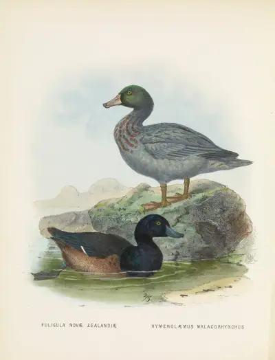 Fuligula novae zealandiae and Hymenolaemus malacorhynchus av John Gerrard Keulemans