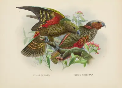 Nestor notabilis and Nestor meridionalis av John Gerrard Keulemans