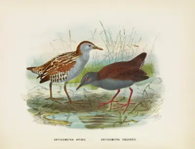 Ortygometra affinis and Ortygometra tabuensis av John Gerrard Keulemans
