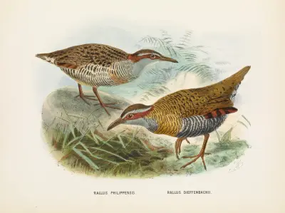 Rallus philipensis and Rallus dieffenbachii av John Gerrard Keulemans