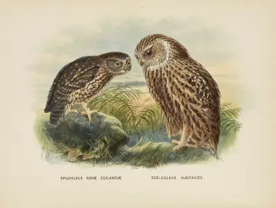 Spiloglaux Novae Zealandiae and Sceloglaux albifacies av John Gerrard Keulemans