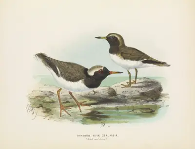 Thinornis nove zealandiae (Adult and Young) av John Gerrard Keulemans