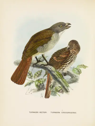 Turnagra hectori and Turnagra crassirostris av John Gerrard Keulemans