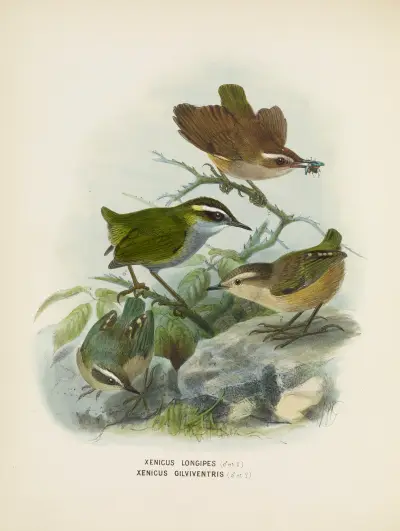 Xenicus longipes (Male and Female) and Xenicus gilviventris (Male and Female) av John Gerrard Keulemans