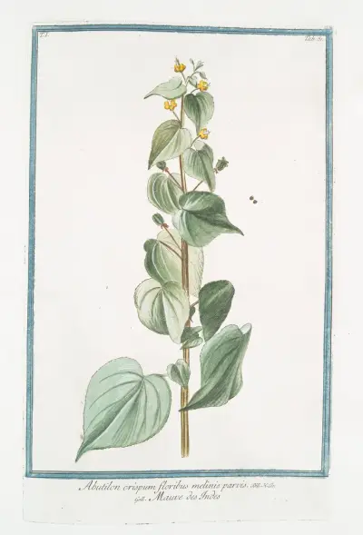Abutilon crispum floribus melinis parvis – Mauve des Indes av Giorgio Bonelli