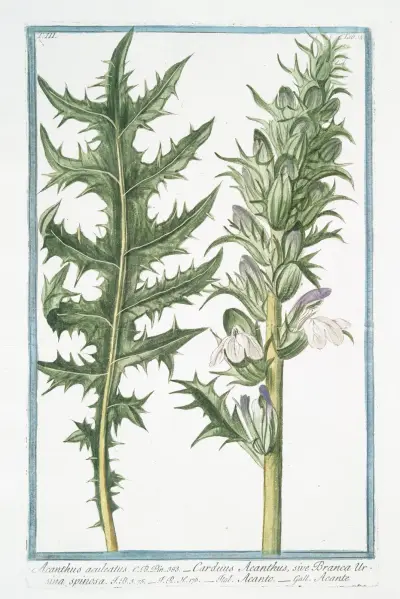 Acanthus aculeatus – Carduus Acanthus, sive Branca Ursina spinosa – Acanto – Acante. (Butcher’s broom) av Giorgio Bonelli