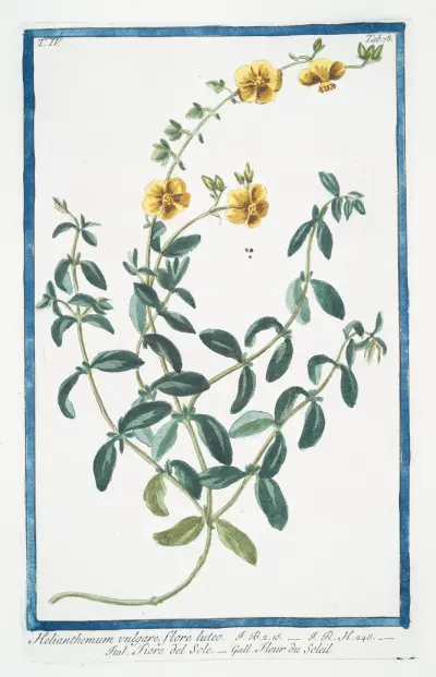 Helianthemum vulgare, flore luteo – Fiore del Sole – Fleur du Soleil. (Rock-rose) av Giorgio Bonelli