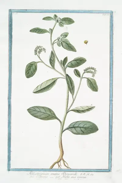 Heliotropium majus Discoridi – Elitropia – Herbe aux verrues. (Heliotrope, Cherry pie) av Giorgio Bonelli