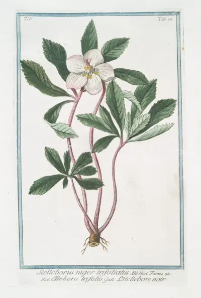Helleborus niger trifoliatus – Elleboro trifolio – L’Hellebore noir. (Stinking hell-wore, three leaved) av Giorgio Bonelli