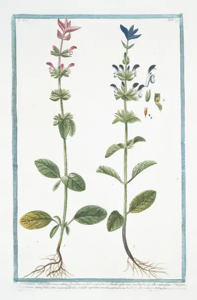 Horminum Salviæ foliis, coma rubra, floribus in labio superiori rubenti, inferiori, seu barba ex albo rubentibus … (Annual Sage) av Giorgio Bonelli