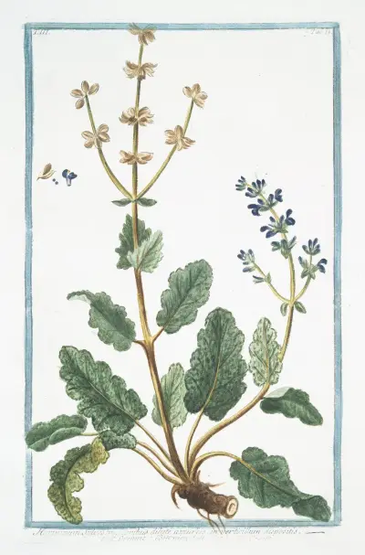 Horminum Sylvestre, floribus dilute azzureis in verticillum dispositis – Ormino, e Betonica Salvaiiea – Ormin. (Clary, Common, Clarry. Orvale. Toute-bonne. Clear Eye. See Bright. Eyebright) av Giorgio Bonelli