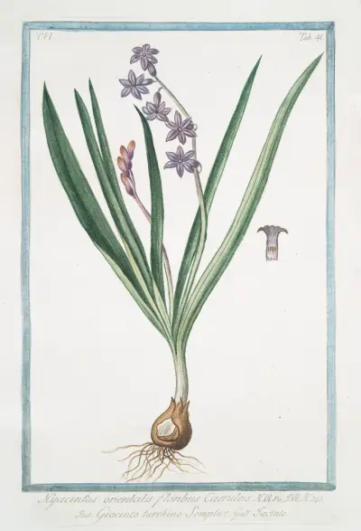 Hyacintus orientalis floribus Caeruleis – Giancinto turchino Semplice – Iacinthe. (Garden Hyacinth) av Giorgio Bonelli