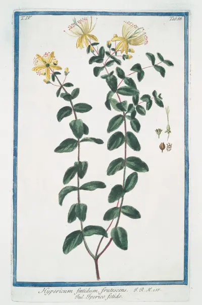 Hypericum foetidum, frutescens – Iperico fetido. (St. John’s-wort) av Giorgio Bonelli