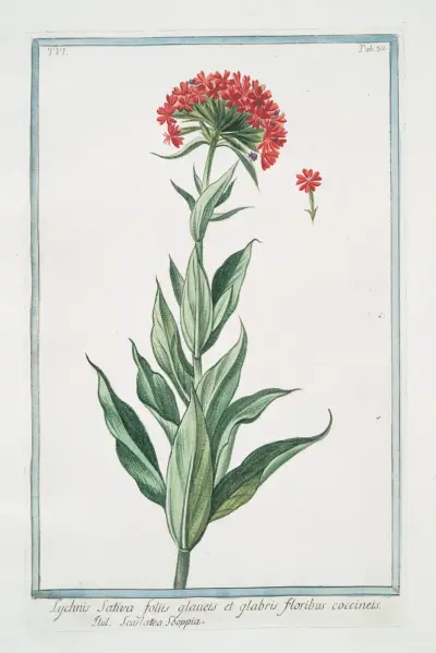 Lychnis sativa, foliis glauets et glabris, floribus coccineis – Scarlattea Sooppia. (Scarlet Lychnis) av Giorgio Bonelli