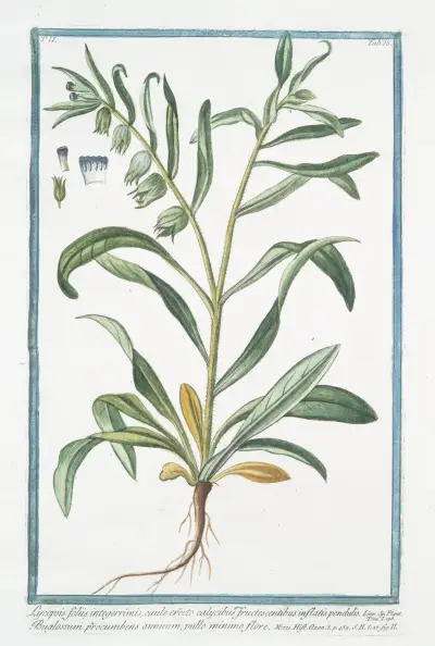 Lycopsis foliis integerrimis, caule erecto calycibus fructescentibus inflatis pendulis – Buglossum procumbens annuum, pullo minimo flore. (Bugloss) av Giorgio Bonelli