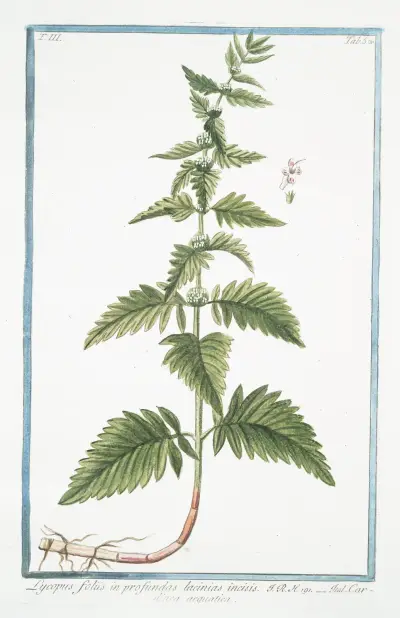 Lycopus foliis in profundas lacinias incisis – Cardiaca acquatica. (Waterhorehound) av Giorgio Bonelli