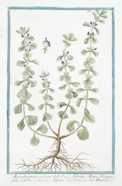 Marrubiastrum vulgare – Sideritis Alsines Trissaginis folio – Sideritis – Marrubiastro. (Ironwort) av Giorgio Bonelli