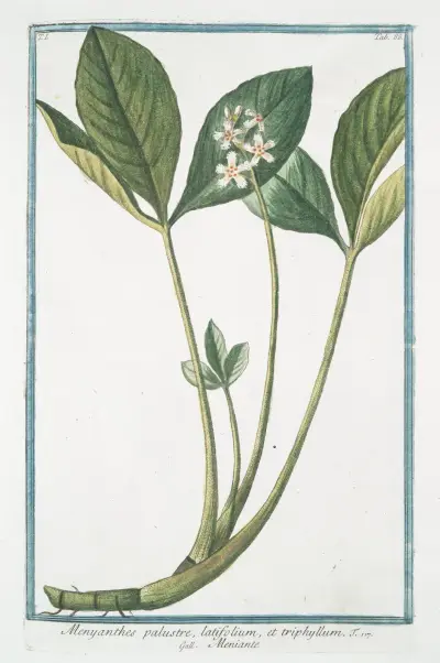 Menyanthes palustre, latifolium, et triphhyllum – Meniante av Giorgio Bonelli