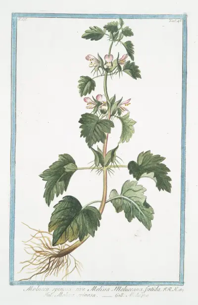 Molucca spinosa, sive Melissa Moluccana, foetida – Moluca spinosa – Moluque. (Spiny Molucca) av Giorgio Bonelli