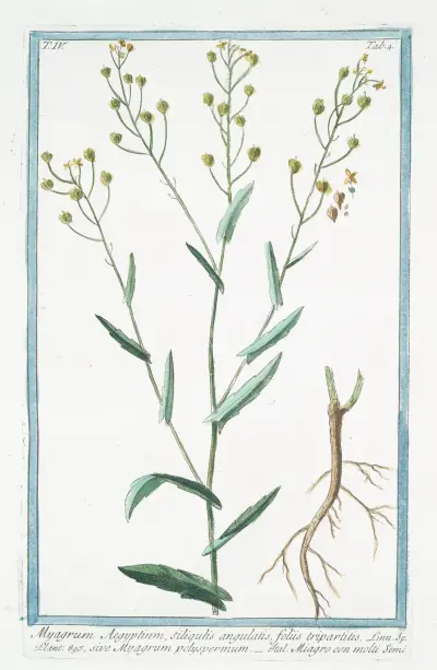 Myagrum Aegyptium, siliqulatis, foliis tripartitis, sive Myagrum polyspermum – Miagro con molti semi av Giorgio Bonelli