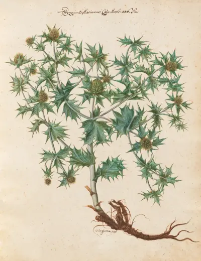 Piante varie Pl.01 av Giovanna Garzoni