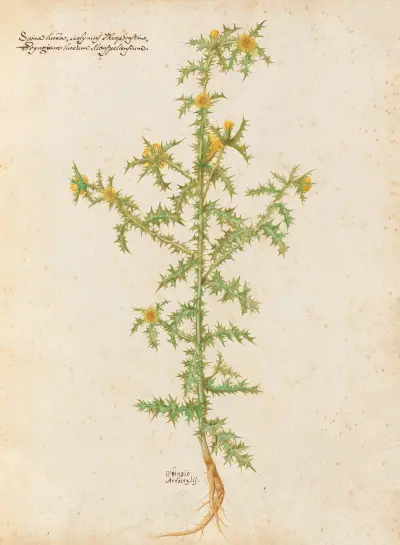 Piante varie Pl.02 av Giovanna Garzoni