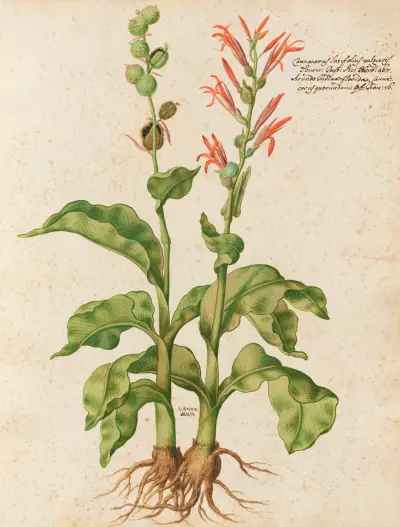 Piante varie Pl.09 av Giovanna Garzoni