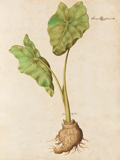 Piante varie Pl.10 av Giovanna Garzoni