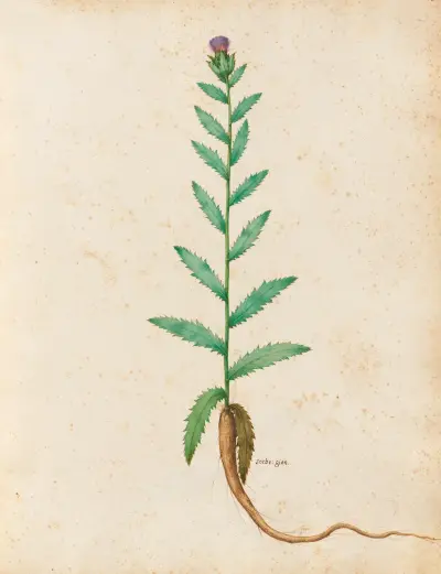 Piante varie Pl.20 av Giovanna Garzoni