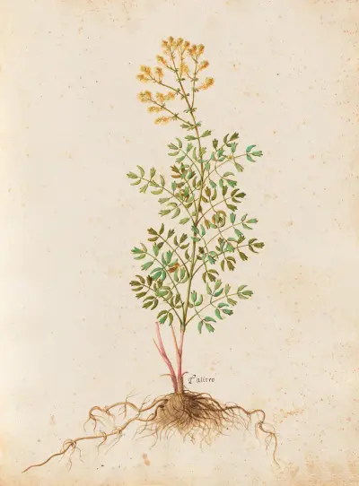 Piante varie Pl.37 av Giovanna Garzoni