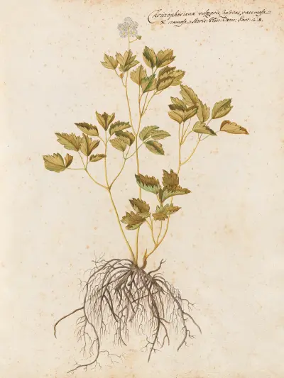 Piante varie Pl.43 av Giovanna Garzoni