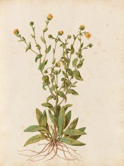 Piante varie Pl.47 av Giovanna Garzoni
