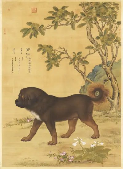 Picture of Cangni (苍猊), a Tibetan Mountain Dog, Giuseppe Castiglione
