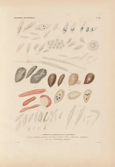 Die Infusionsthierchen als vollkommene Organismen Pl.40 av Christian Gottfried Ehrenberg